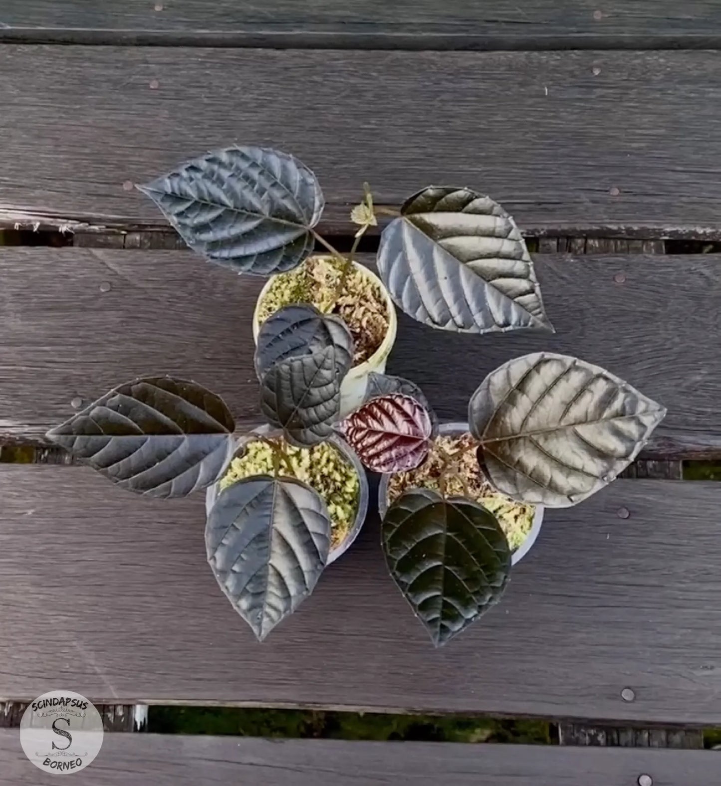 Piper Black - Scindapsus Borneo