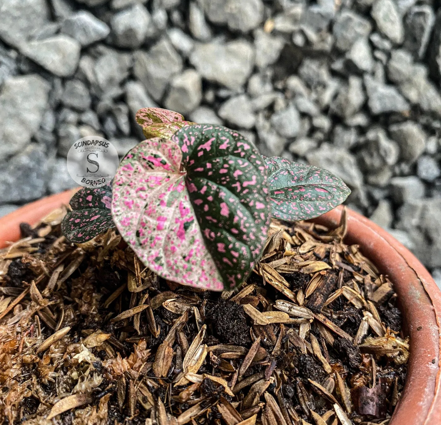 Piper Pink Sp Nabire Papua Variegated - Scindapsus Borneo