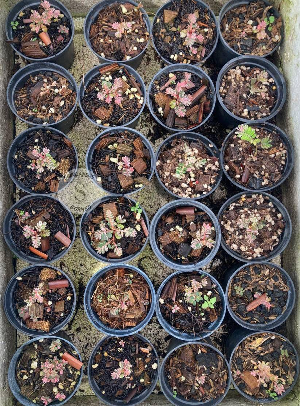 Pylantus Var Pink - Scindapsus Borneo