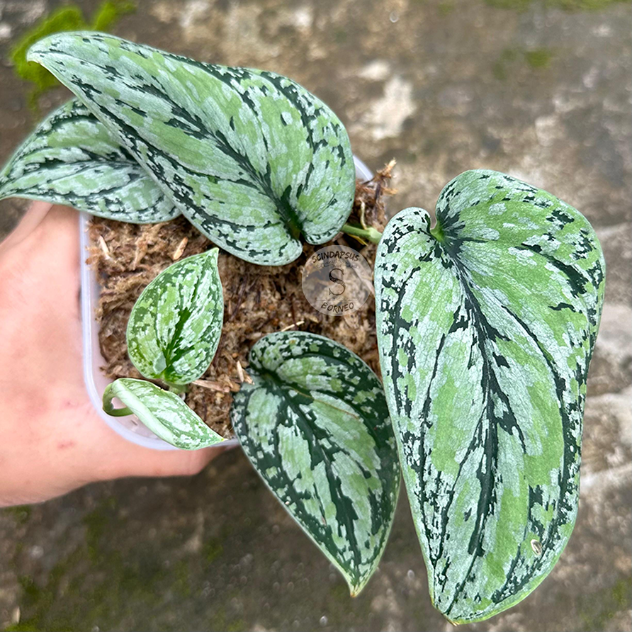 Scindapsus Tricollor - Best Selected - Scindapsus Borneo
