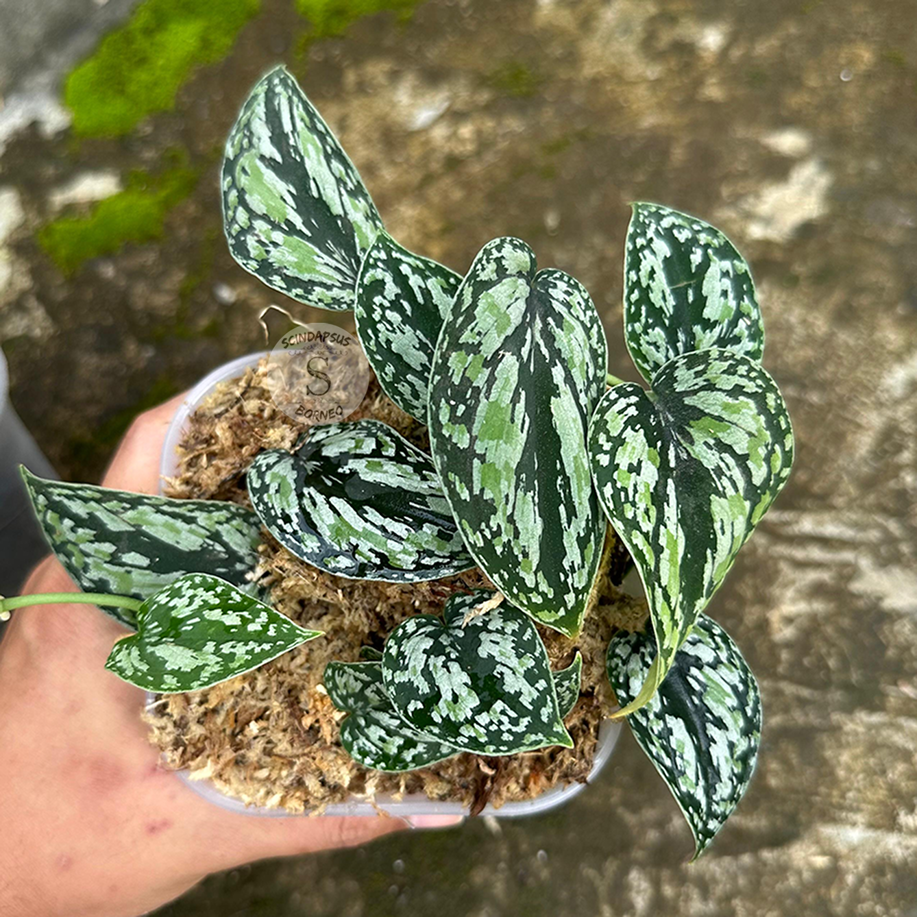 Scindapsus Tricollor - Best Selected - Scindapsus Borneo