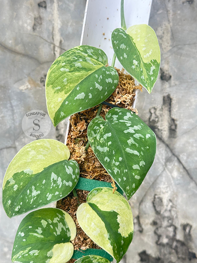 Scindapsus Zeon - Best Selected - Scindapsus Borneo