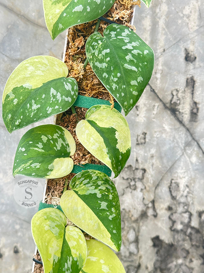 Scindapsus Zeon - Best Selected - Scindapsus Borneo