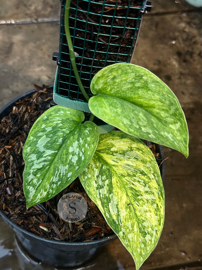 Scindapsus Rajatapura Tricolor Choice 2 - Best Selected