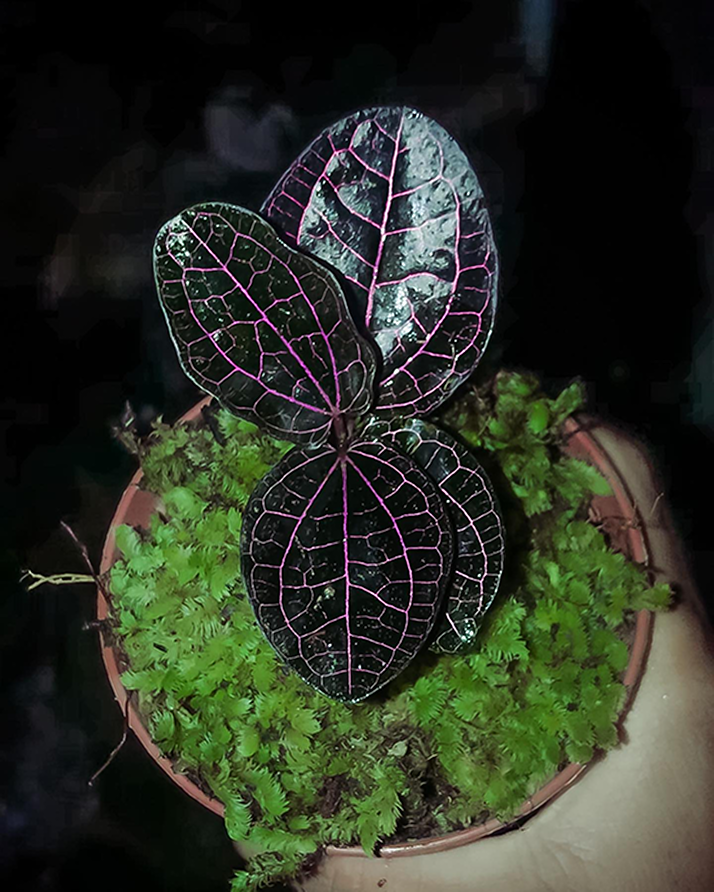 Red Piper Sp Borneo - Scindapsus Borneo