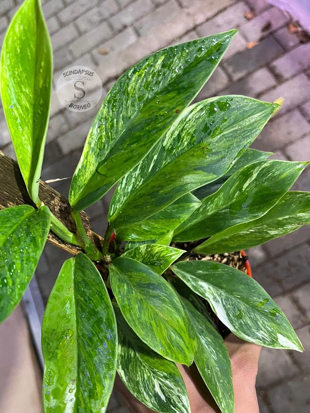 Rhaphidophora Eliftifolia Variegata Green On Green Tricolor - Best Selected - Scindapsus Borneo