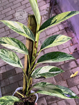 Rhaphidophora Eliftifolia Variegata White Marble Tricolor - Best Selected
