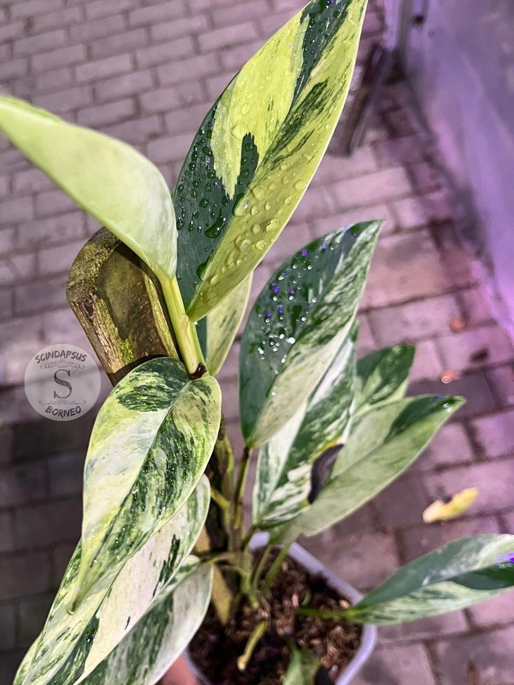 Rhaphidophora Eliftifolia Variegata White Marble Tricolor - Best Selected