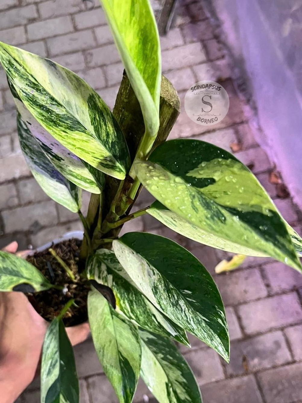 Rhaphidophora Eliftifolia Variegata White Marble Tricolor - Best Selected