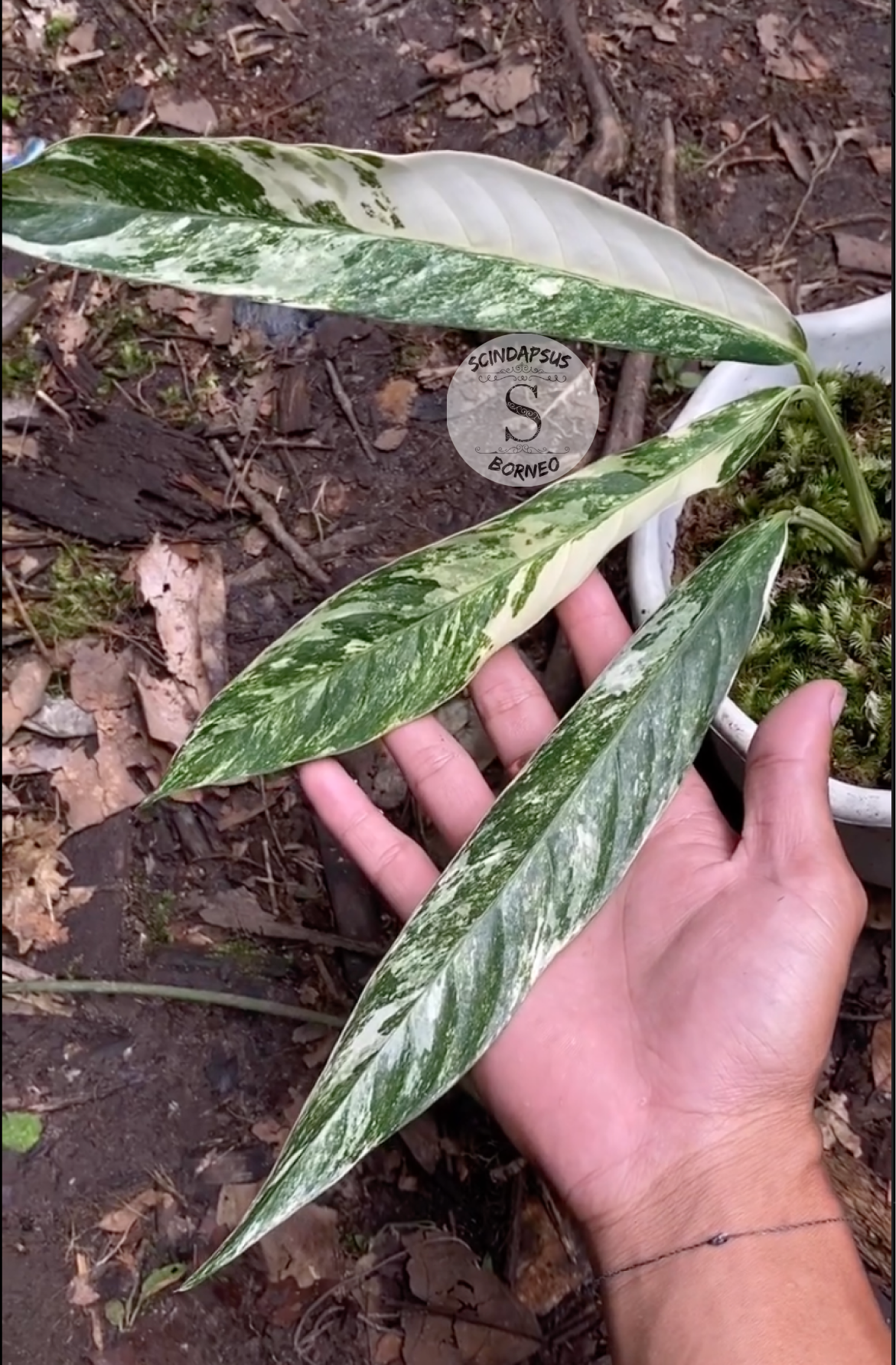 Rhaphidophora Megas Sperma Varigata - Scindapsus Borneo