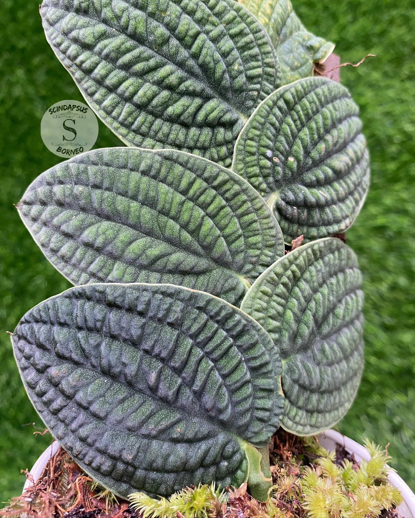 Rhaphidophora Tenuis Silver - Scindapsus Borneo