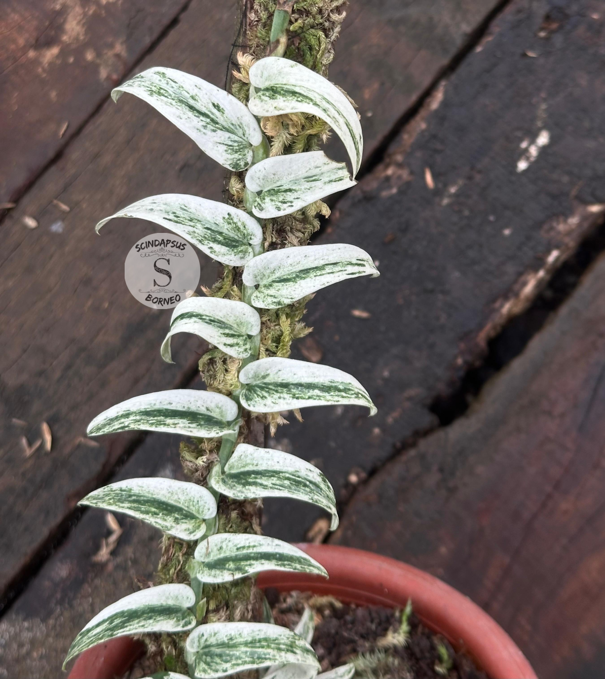 Rhaphidophora Tenuis Silver White Marble Variegata - Scindapsus Borneo