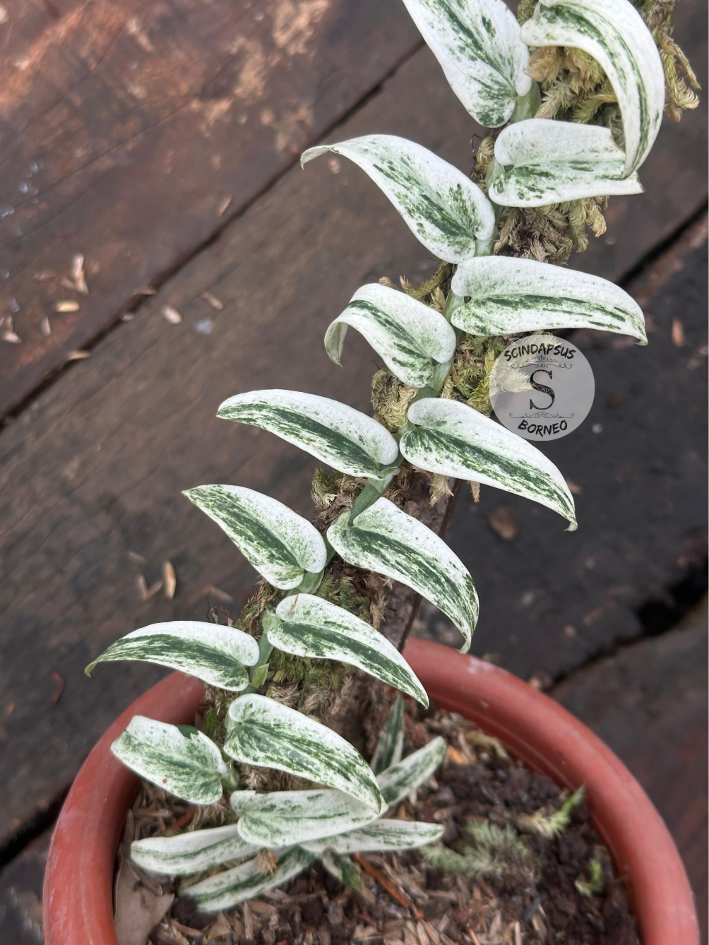 Rhaphidophora Tenuis Silver White Marble Variegata - Scindapsus Borneo
