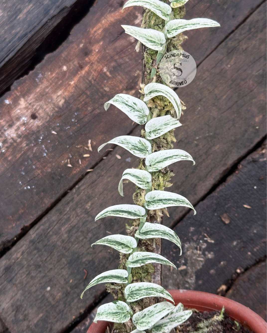 Rhaphidophora Tenuis Silver White Marble Variegata - Scindapsus Borneo