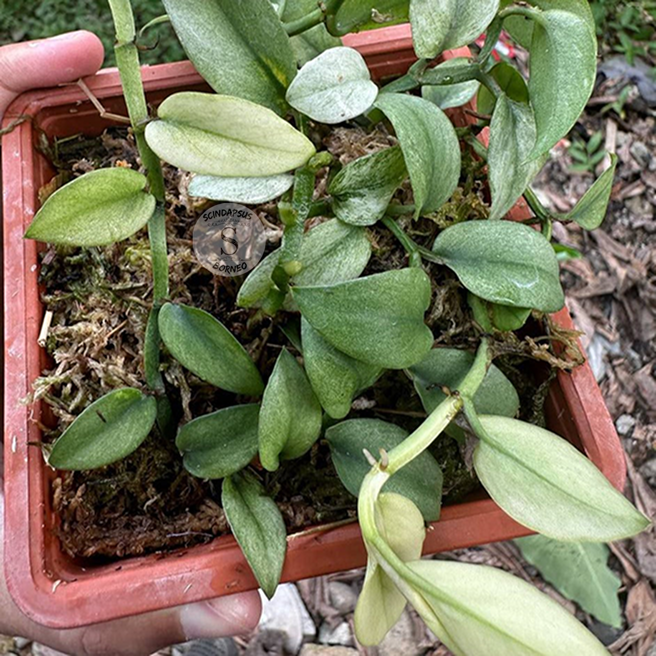 Rhaphidophora Elyftifolia Mint Marble - Scindapsus Borneo