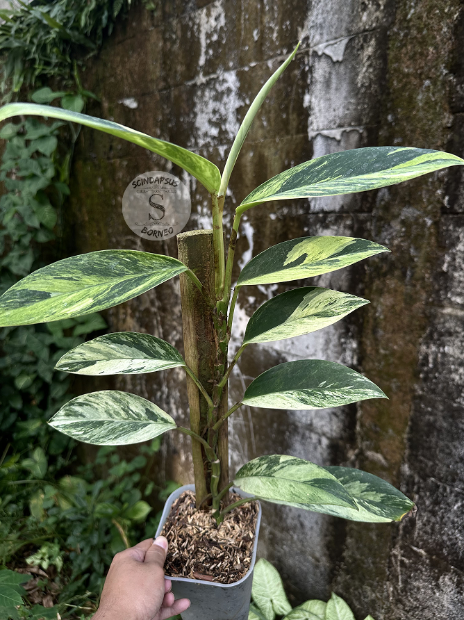 Rhaphidophora Elliptifolia White Marble - Best Selected