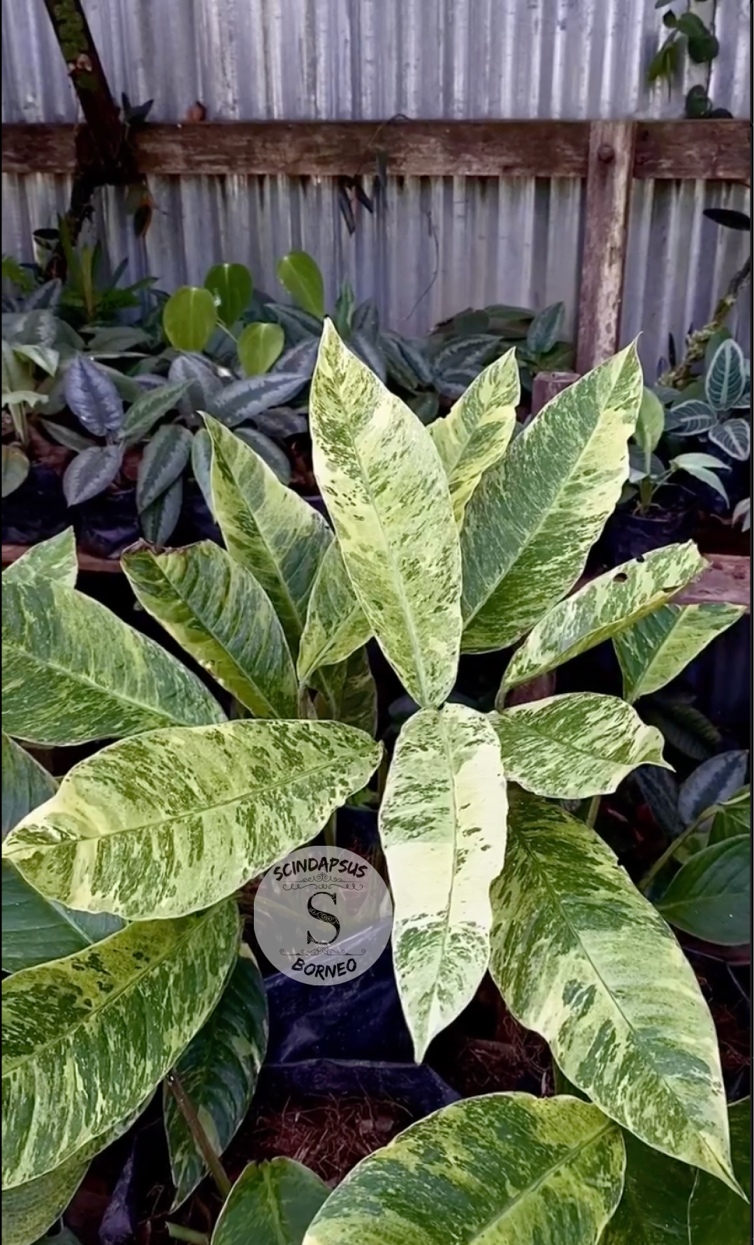 Rhaphidophora Foraminifera - Scindapsus Borneo