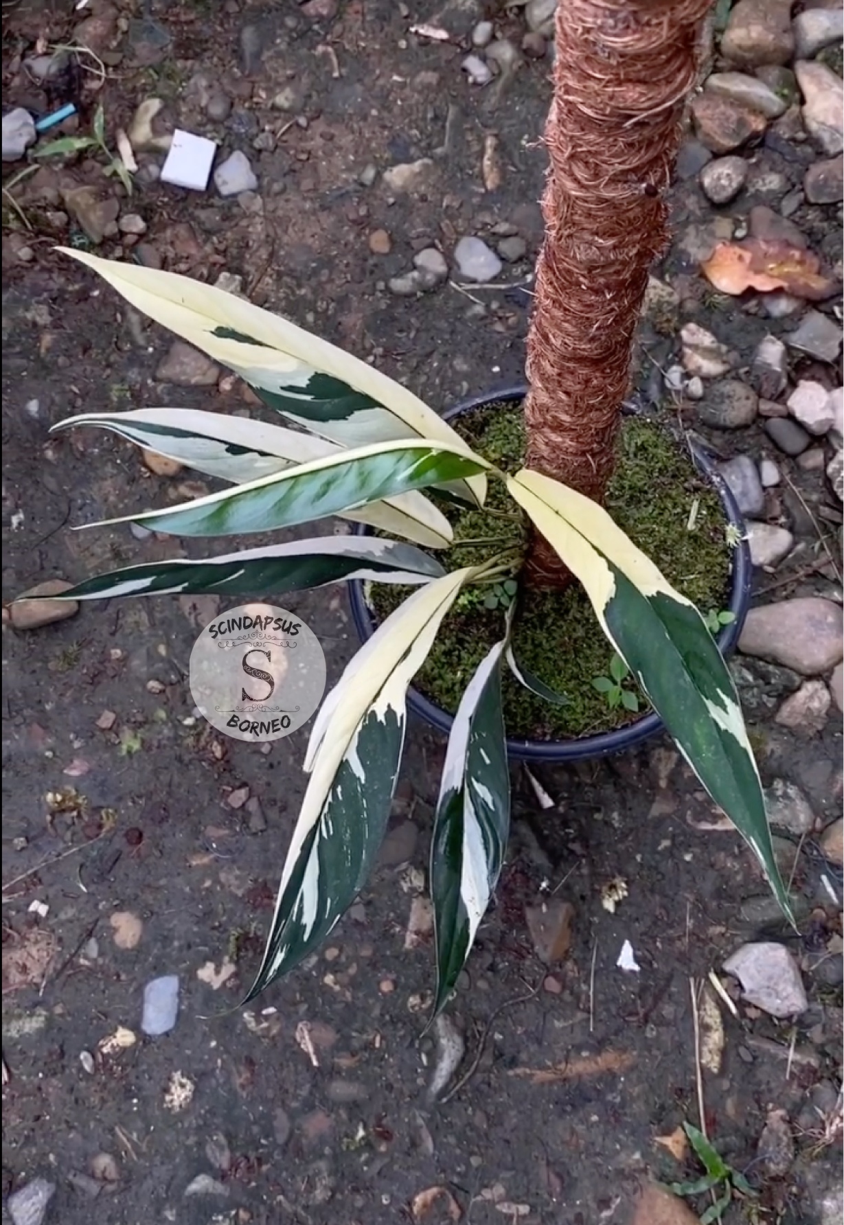 Rhaphidophora Lobbiscoot Varigata - Scindapsus Borneo
