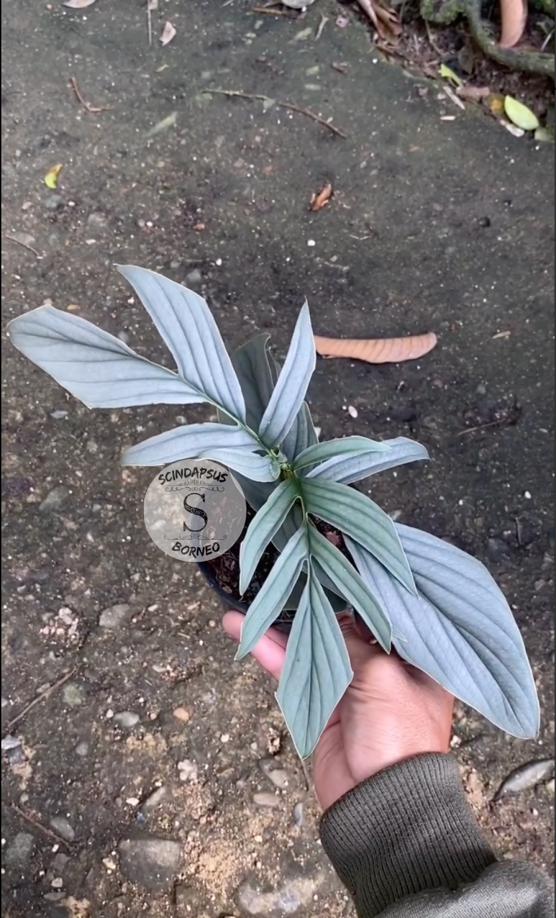 Rhaphidophora Tenuis Silver Mature - Scindapsus Borneo