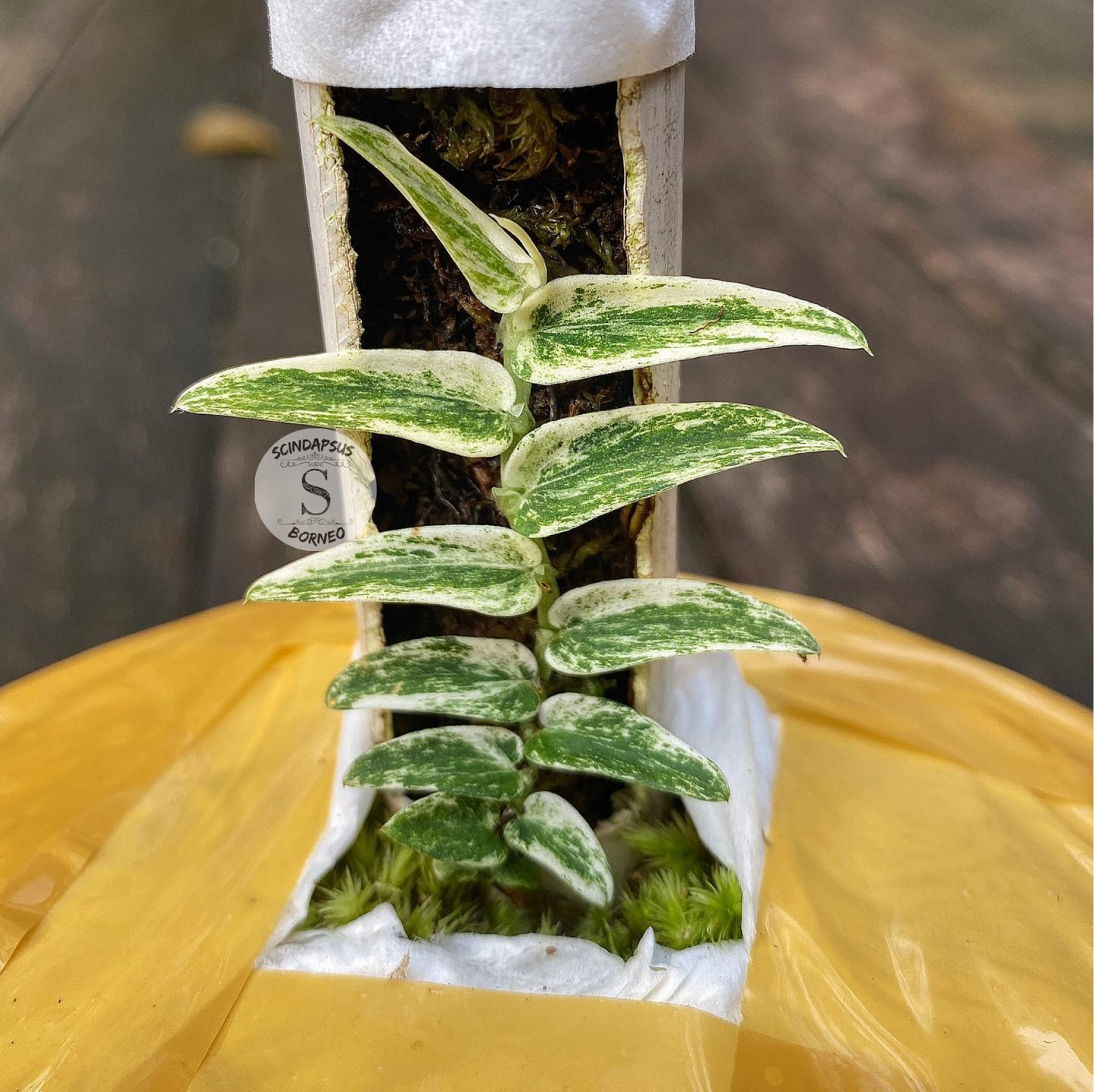 Rhaphidophora Tenuis Silver Varigata - Scindapsus Borneo