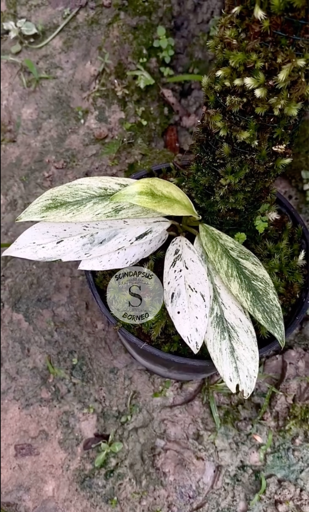 Rhaphidophora Eliptopolia White Marbell - Scindapsus Borneo