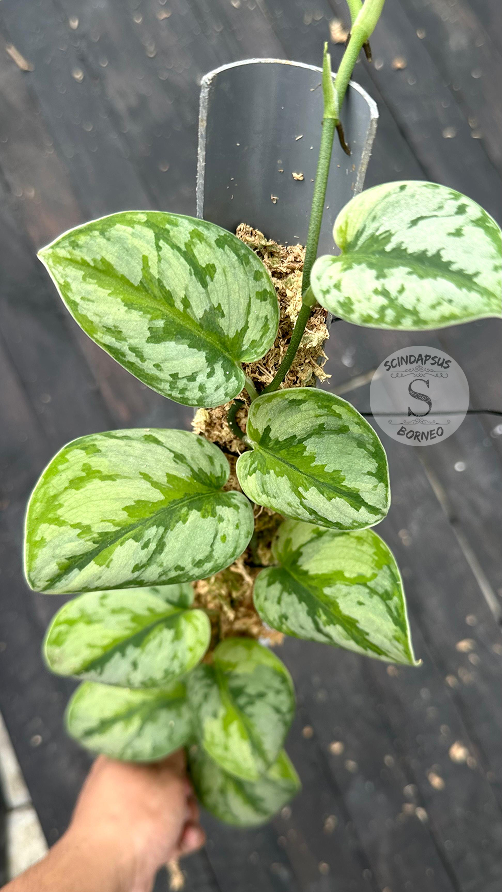 Scindapsus Yupa - Best Selected - Scindapsus Borneo