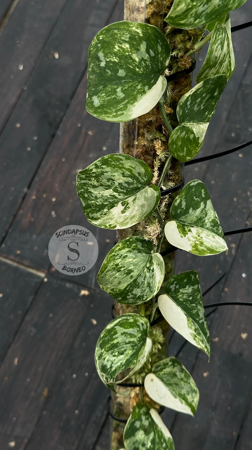 Scindapsus Agryrareus Tricolor - Best Selected - Choice 1 - Scindapsus Borneo