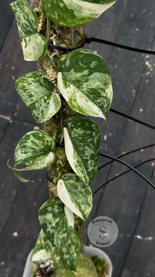 Scindapsus Agryrareus Tricolor - Best Selected - Choice 1 - Scindapsus Borneo
