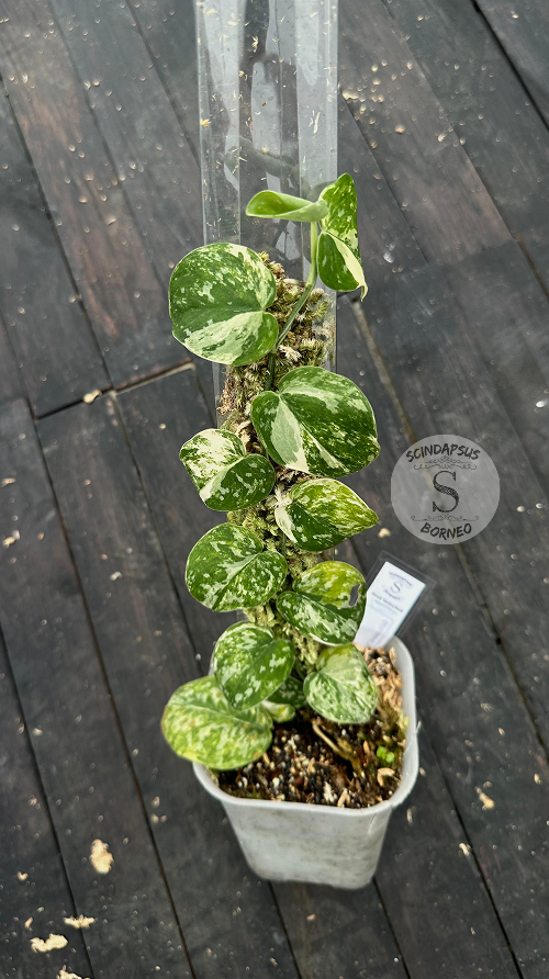 Scindapsus Agryrareus Tricolor - Best Selected - Choice 2 - Scindapsus Borneo