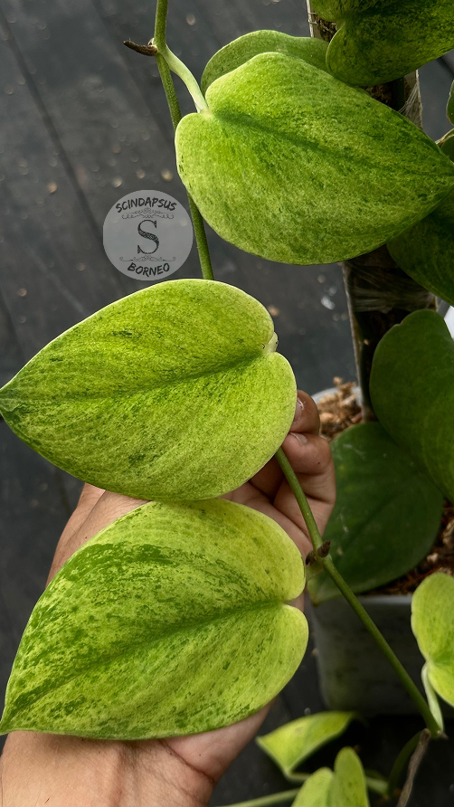 Scindapsus Exotica Golden Dust - Best Selected - Scindapsus Borneo
