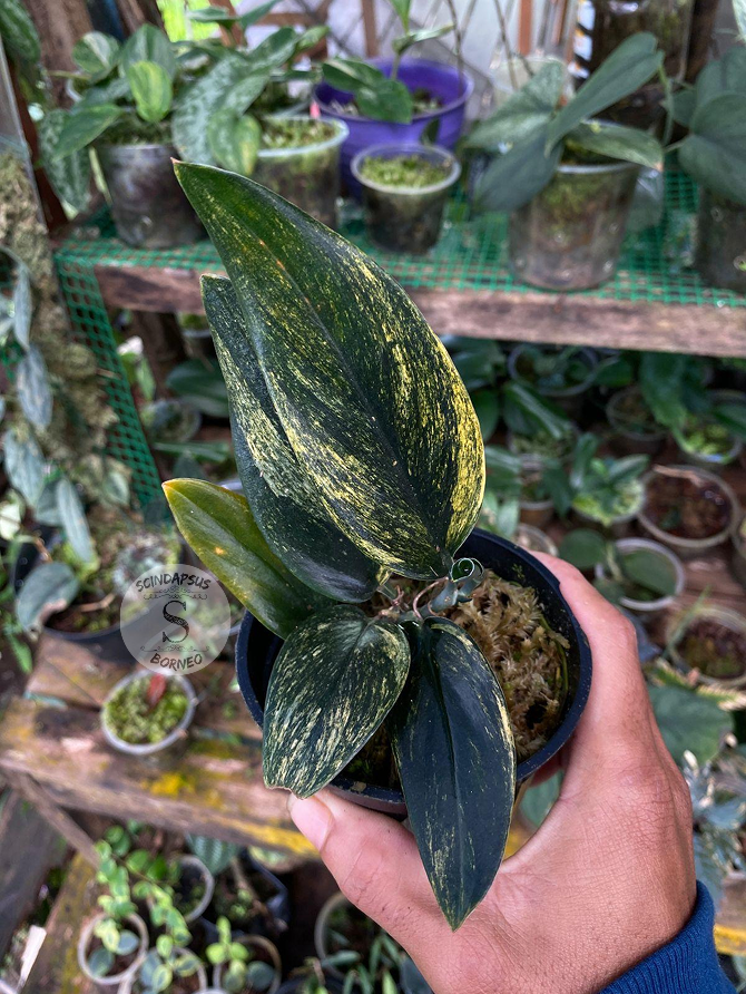 Scindapsus Treubi Black Golden - Best Selected - Scindapsus Borneo