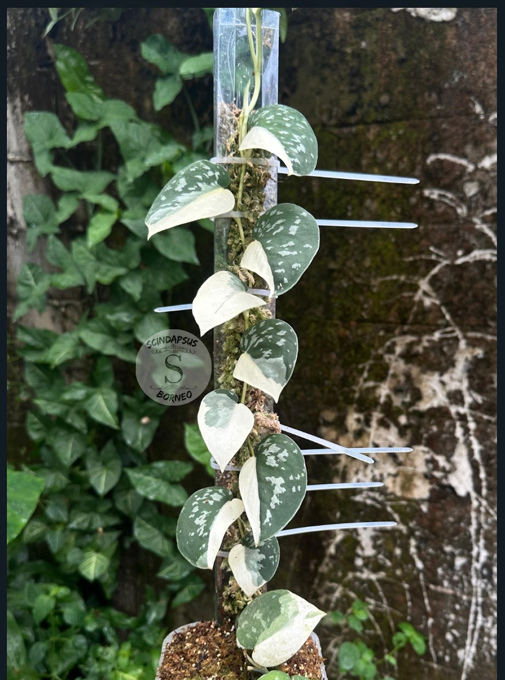 Scindapsus Agryrareus Albo - Best Selected - Scindapsus Borneo