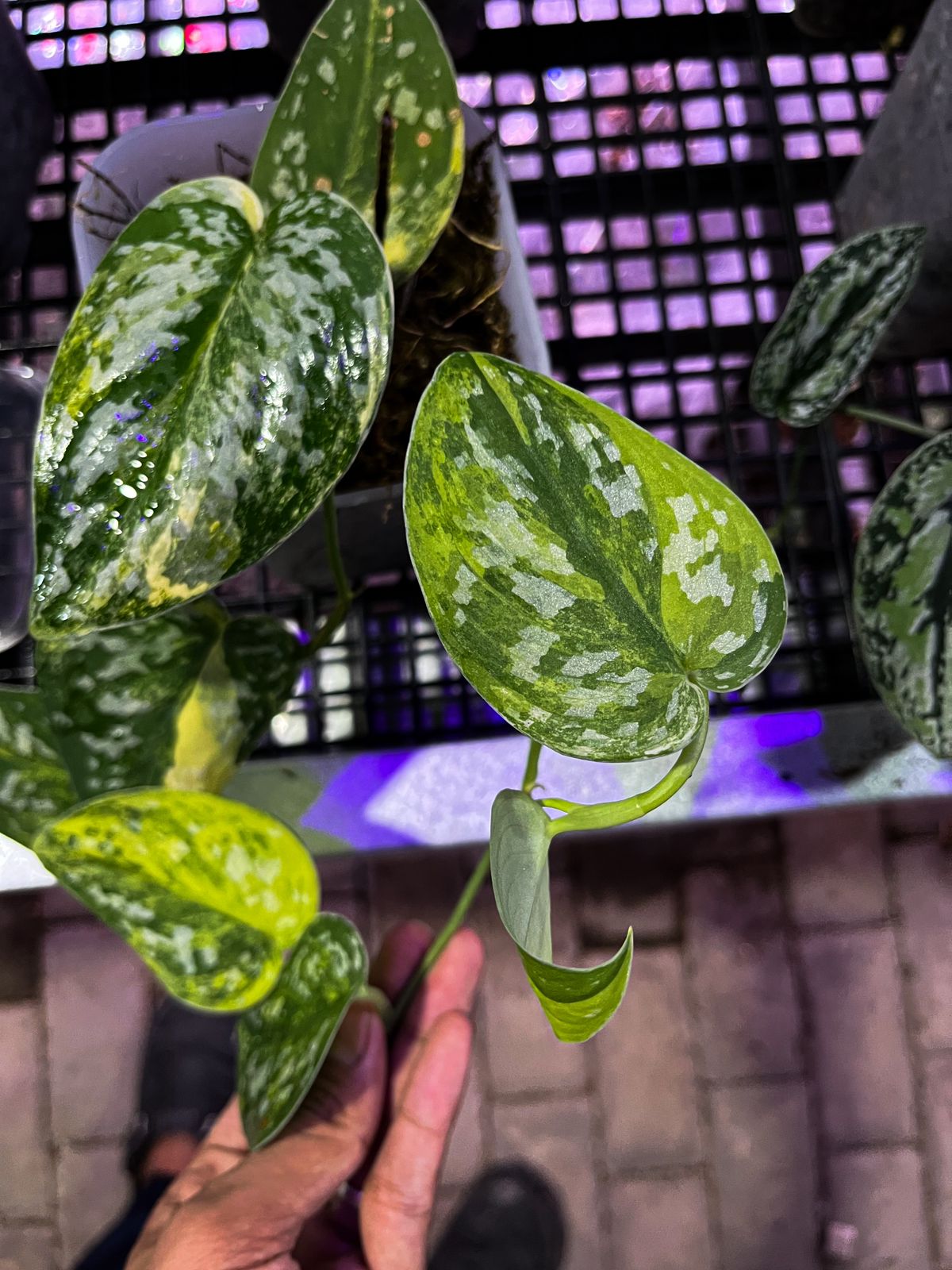 Scindapsus Agryrareus Aurea - Best Selected
