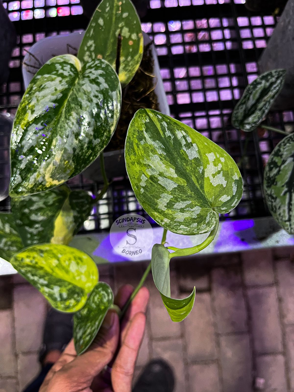 Scindapsus Agryrareus Aurea - Best Selected - Scindapsus Borneo