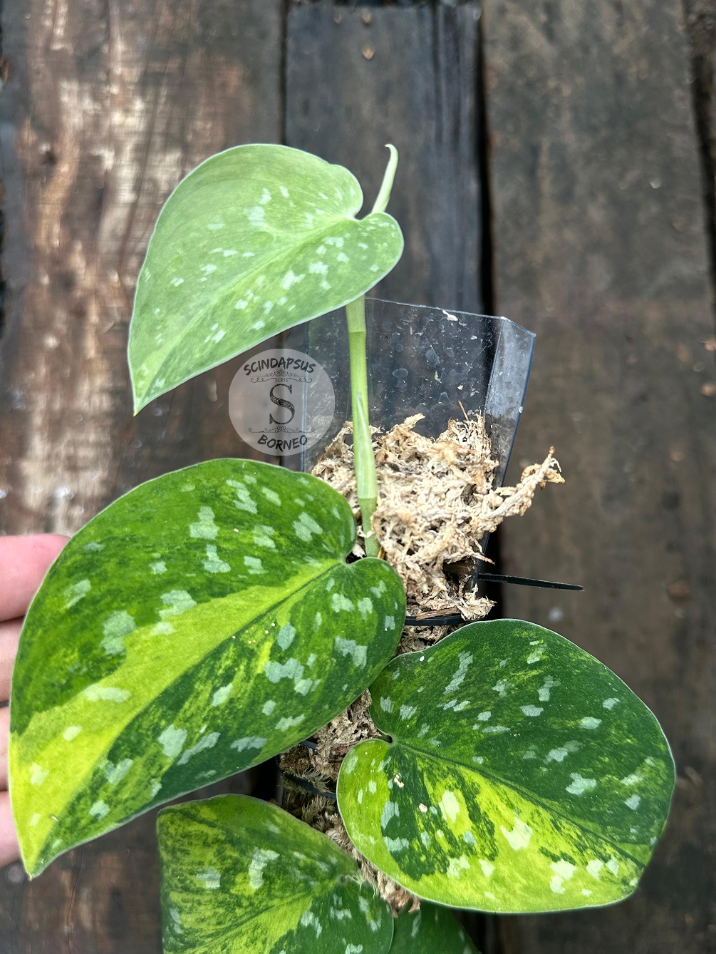 Scindapsus Agryrareus Aurea - Best Selected - Scindapsus Borneo