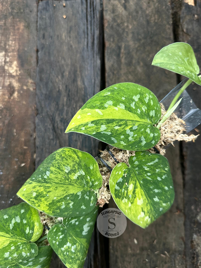 Scindapsus Agryrareus Aurea - Best Selected - Scindapsus Borneo