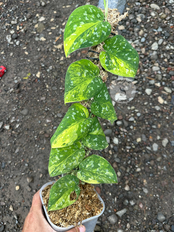 Scindapsus Agryrareus Aurea - Best Selected - Scindapsus Borneo