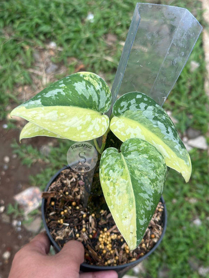 Scindapsus Agryrareus Aurea Halfmoon - Best Selected