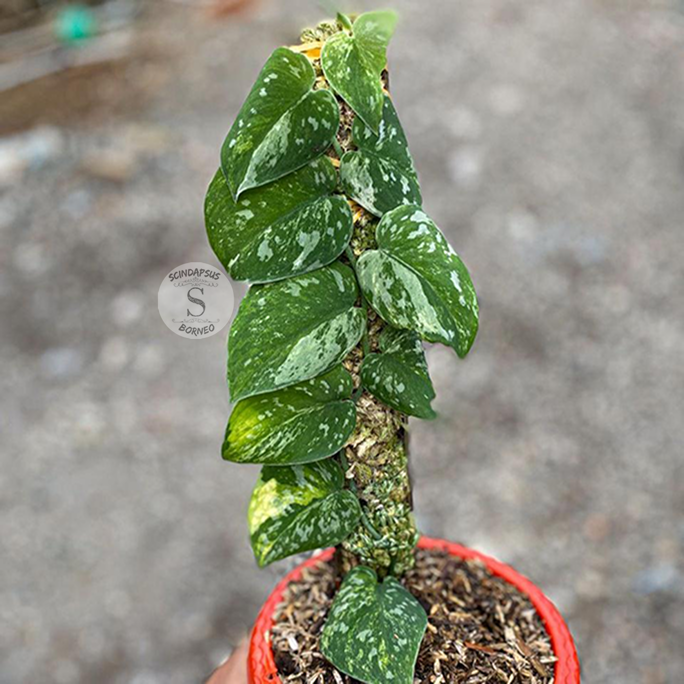 Scindapsus agryrarius fantasy - Scindapsus Borneo