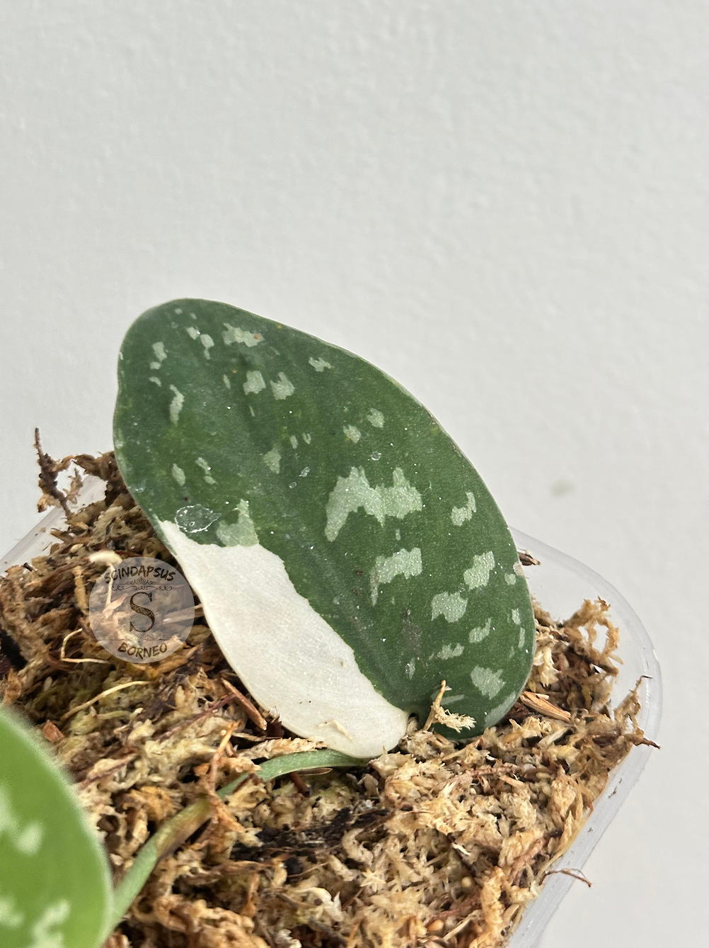 Scindapsus Argyraeus Albo - Package 10x