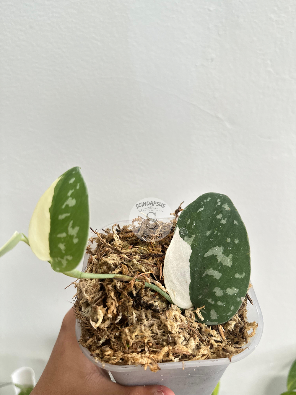 Scindapsus Argyraeus Albo - Package 10x