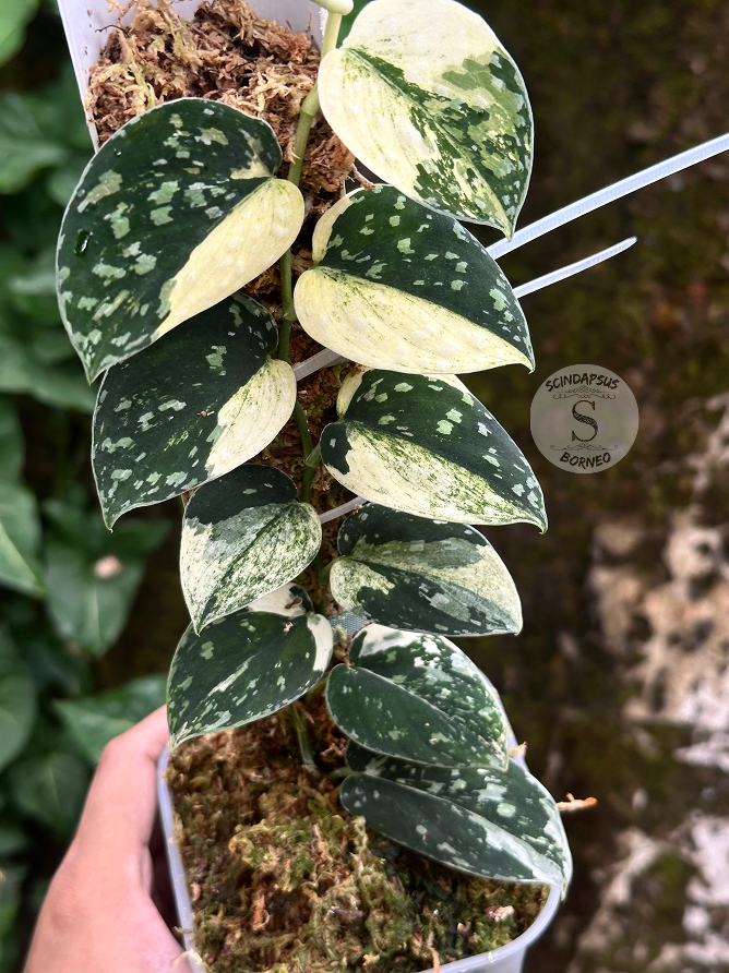 Scindapsus Argyraeus Fatamorgana – Scindapsus Borneo Scindapsus Argyraeus Fatamorgana – Scindapsus Borneo