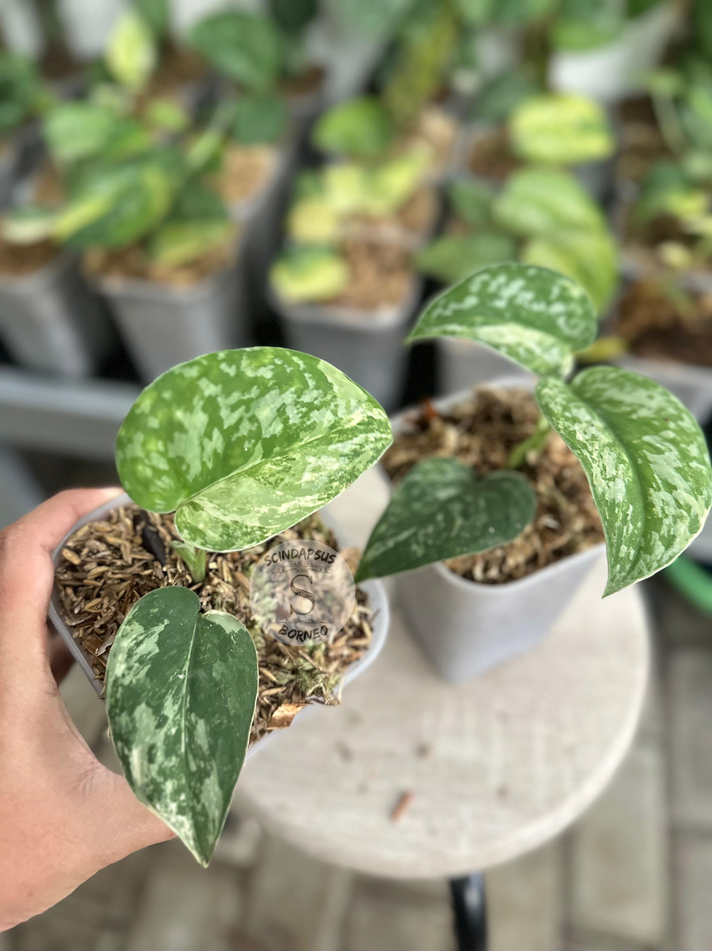 Scindapsus Bahorok - Package 10x