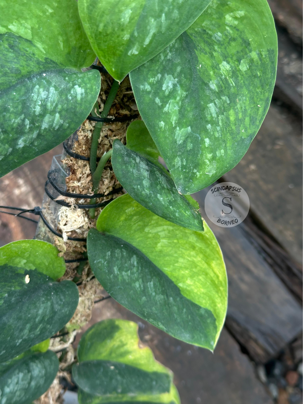 Scindapsus Black Wizard - Scindapsus Borneo
