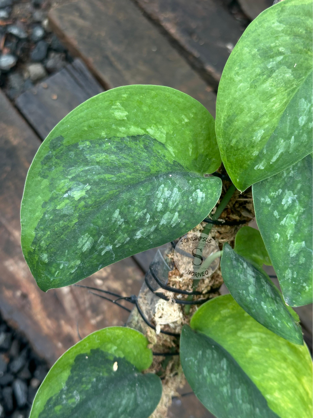 Scindapsus Black Wizard - Scindapsus Borneo