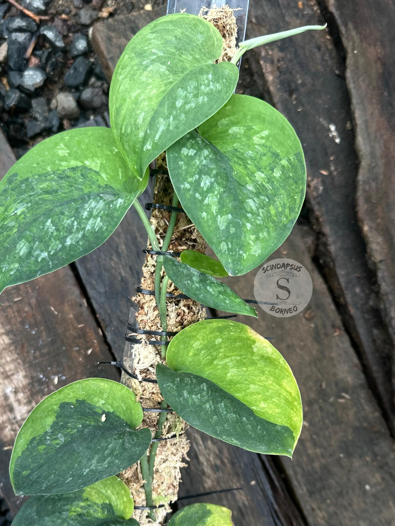 Scindapsus Black Wizard - Scindapsus Borneo
