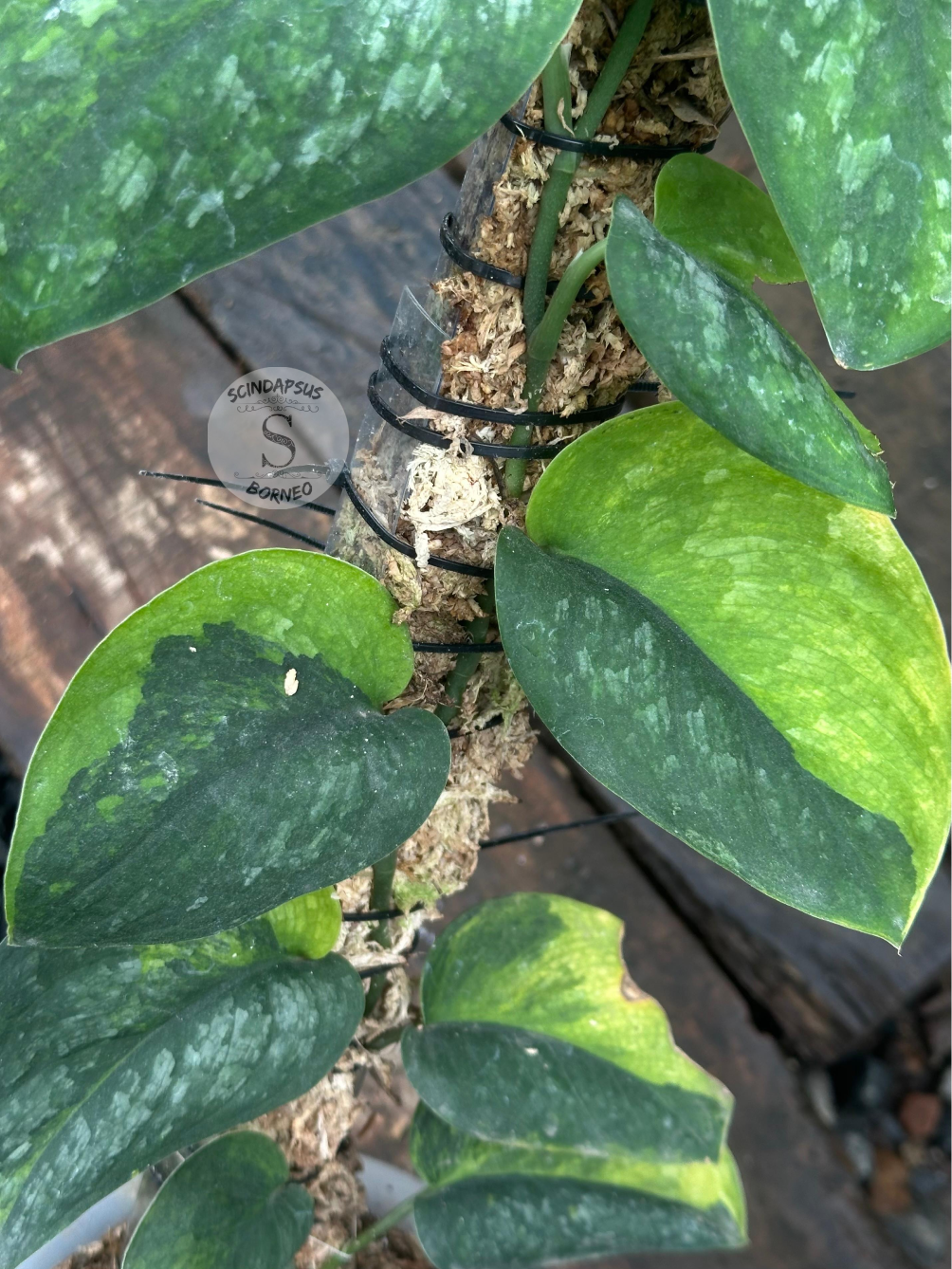 Scindapsus Black Wizard - Scindapsus Borneo
