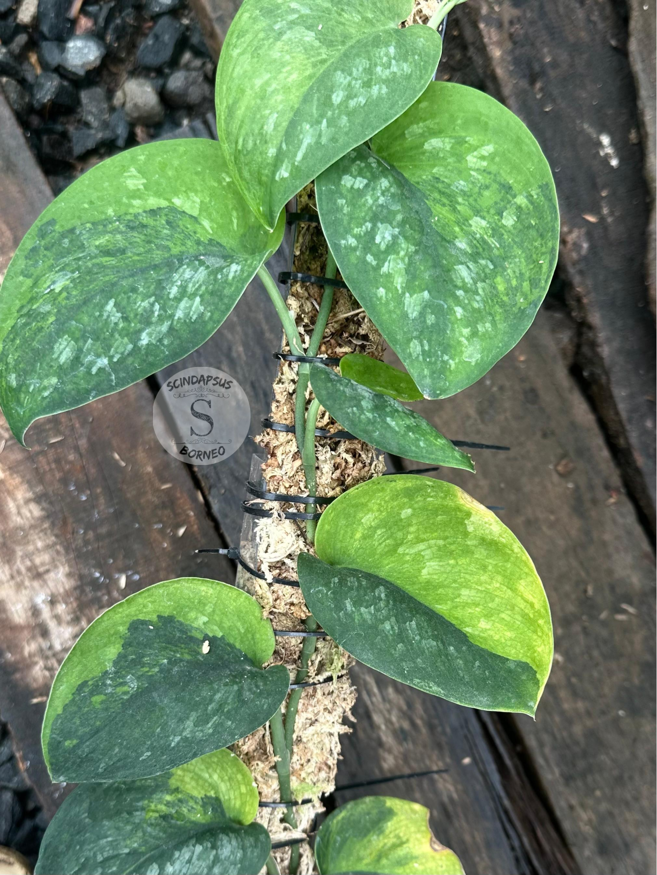 Scindapsus Black Wizard - Scindapsus Borneo