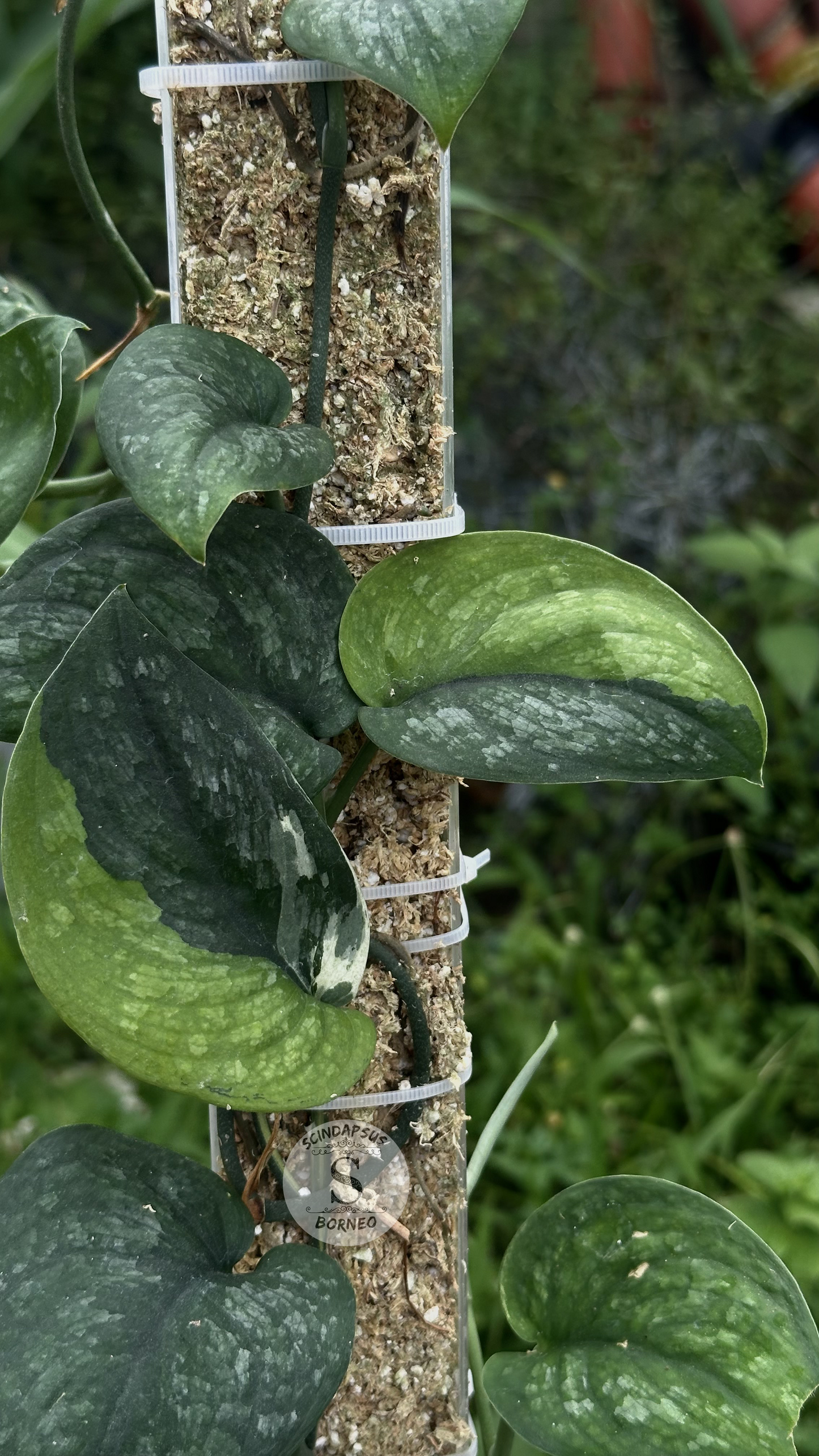 Scindapsus Black Wizard - Best Selected