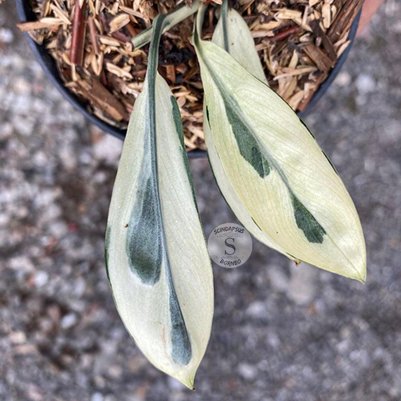 Scindapsus blue sapphire